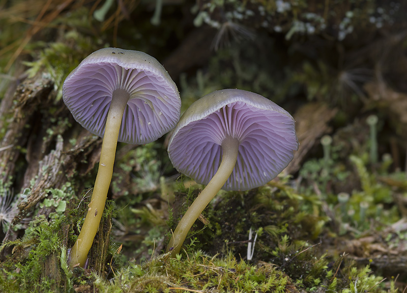 Chromosera cyanophylla